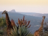 fd-giraffe-mountain-lr